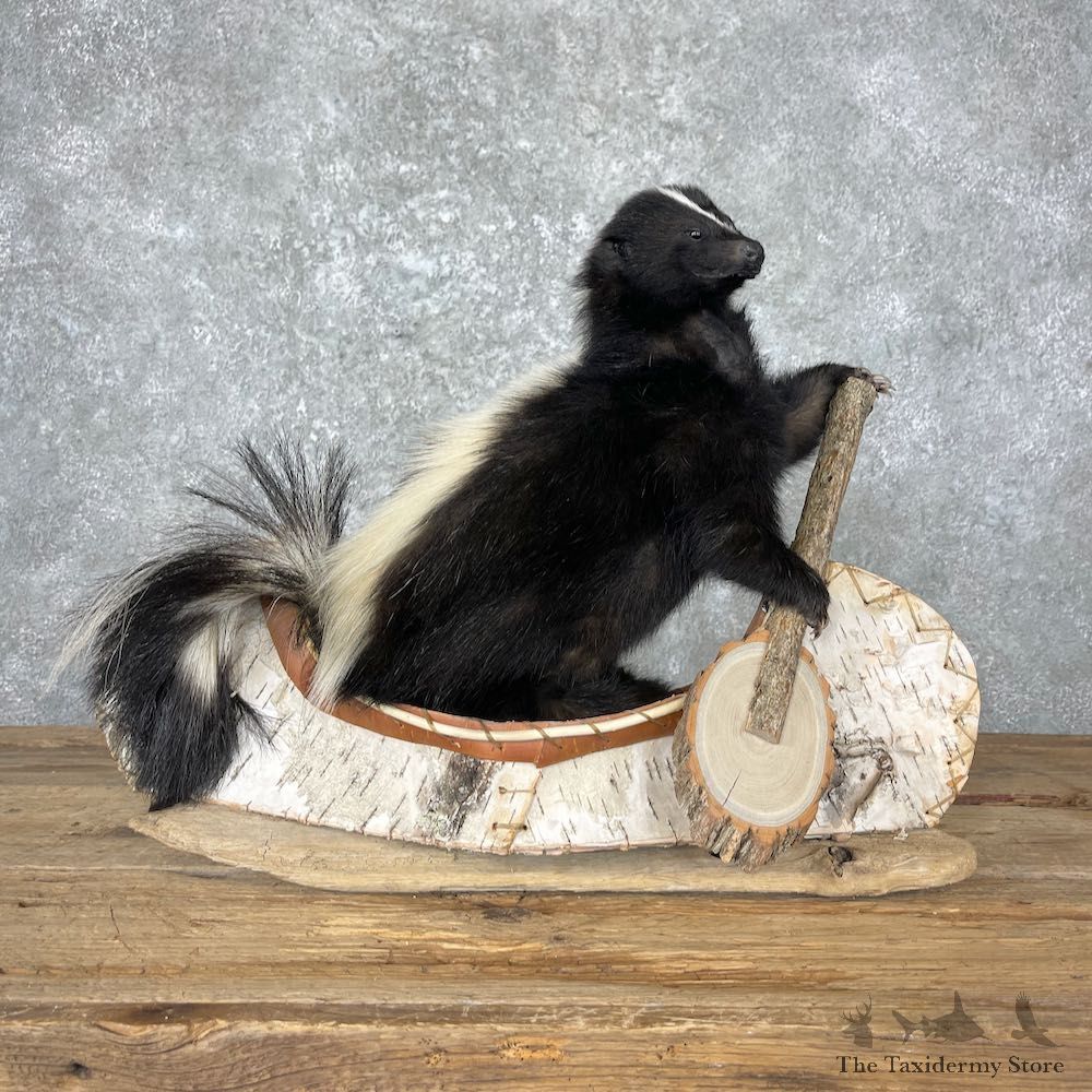 Canoe Skunk Novelty Mount For Sale #26962 @ The Taxidermy Store