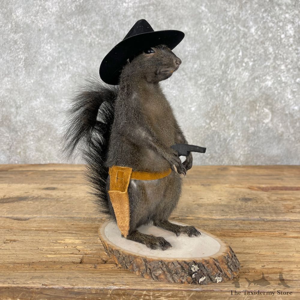 Cowboy Squirrel Novelty Mount For Sale #26077 - The Taxidermy Store