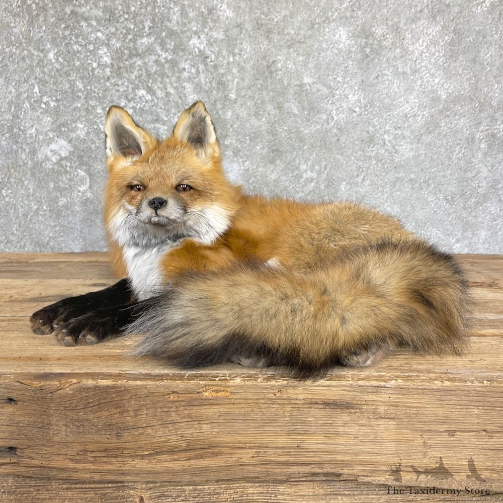 Red Fox Life-Size Mount For Sale #26443 @ The Taxidermy Store