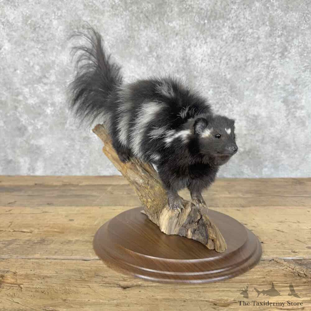 Eastern Spotted Skunk Life-Size Mount For Sale #31129 @ The Taxidermy Store