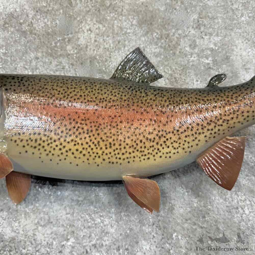 Rainbow Trout Fish Mount For Sale #31366 @ The Taxidermy Store