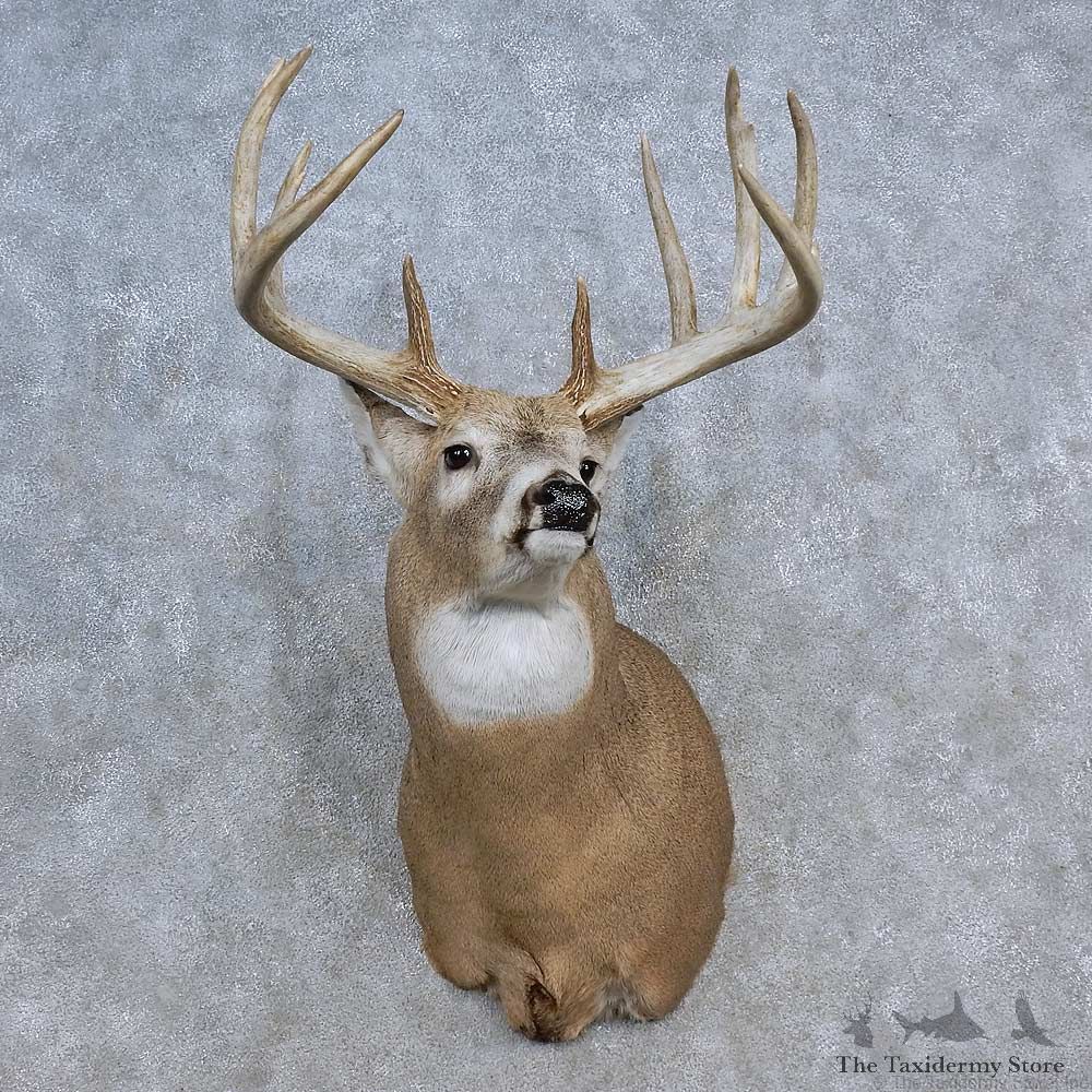 Whitetail Deer Shoulder Mount For Sale #15620 @ The Taxidermy Store