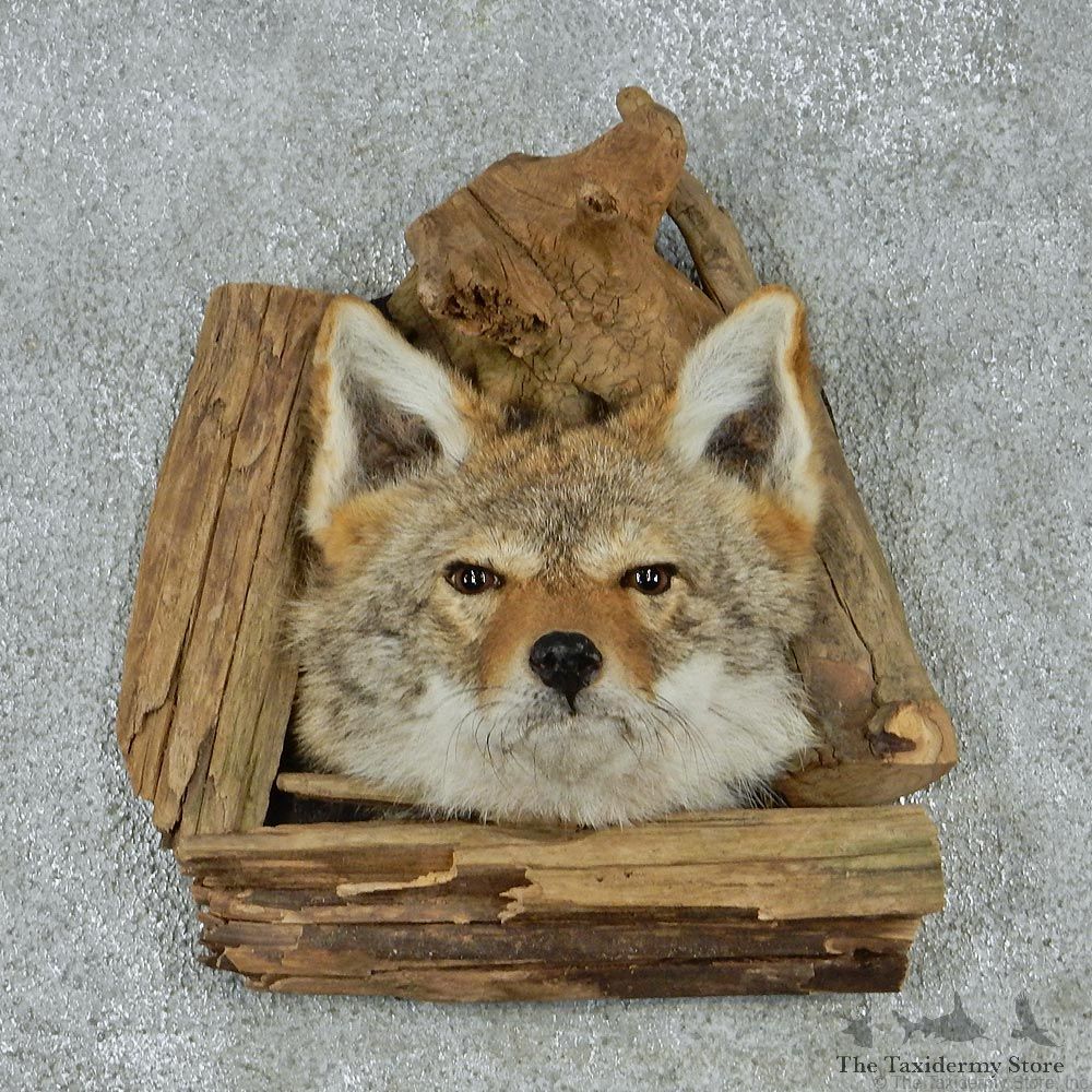 Coyote Head & Wood Taxidermy Mount #12926 For Sale @ The Taxidermy Store