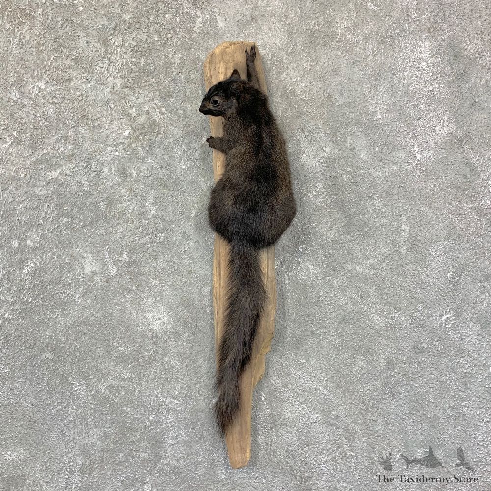 Grey Squirrel Life-Size Mount For Sale #22957 @ The Taxidermy Store