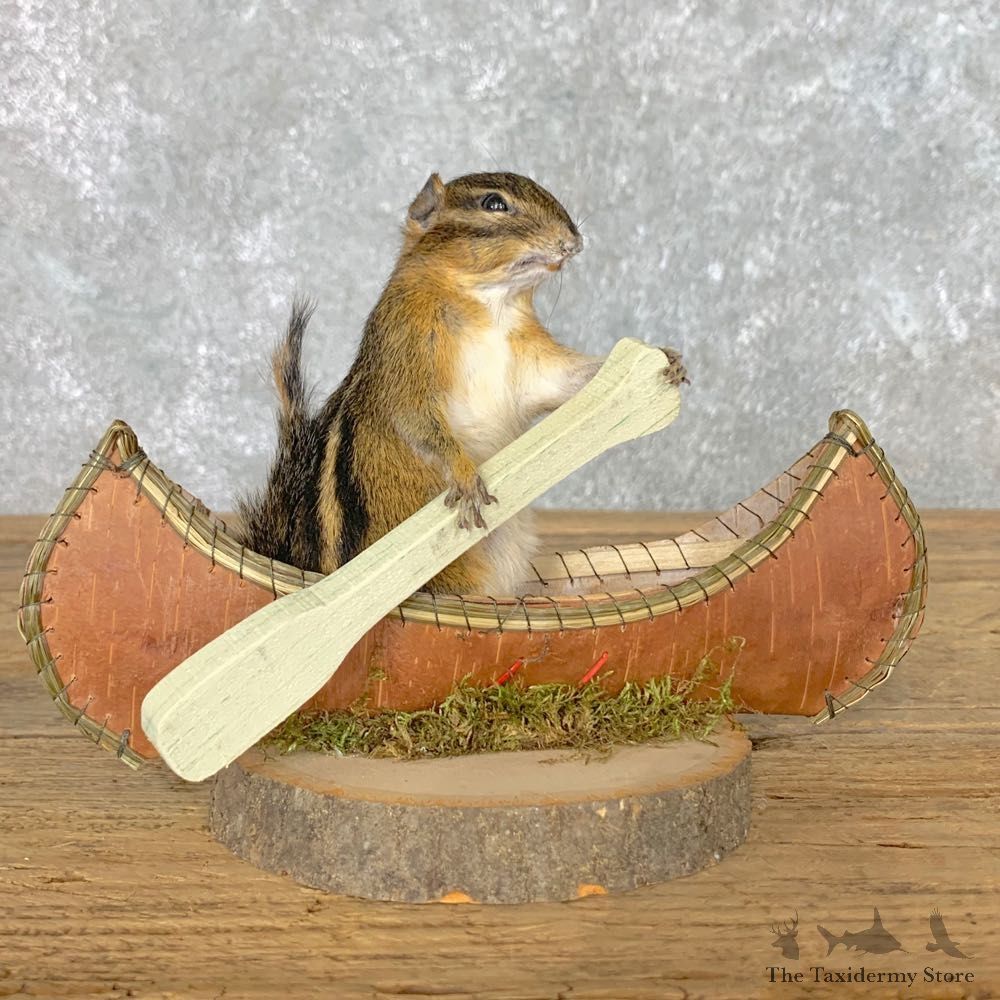 Canoe Chipmunk Novelty Mount For Sale #22611 @ The Taxidermy Store
