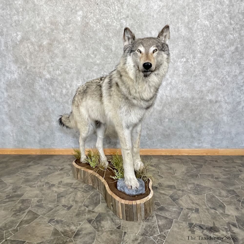 Alaskan Grey Wolf Life-Size Mount For Sale #27733 @ The Taxidermy Store