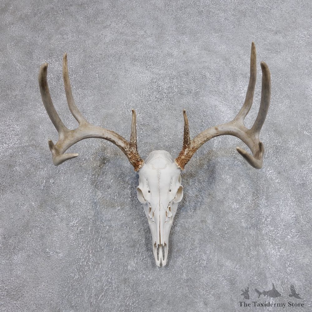 Whitetail Deer Skull European Mount For Sale #18700 @ The Taxidermy Store