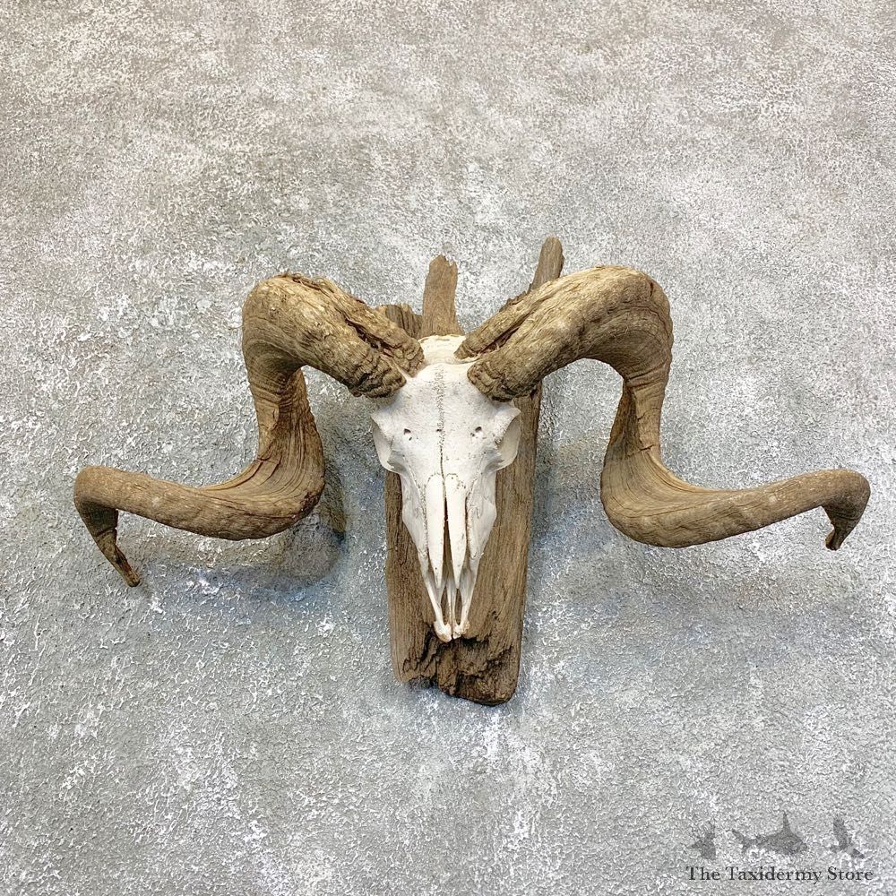 Corsican Ram Skull European Mount For Sale #23753 @ The Taxidermy Store