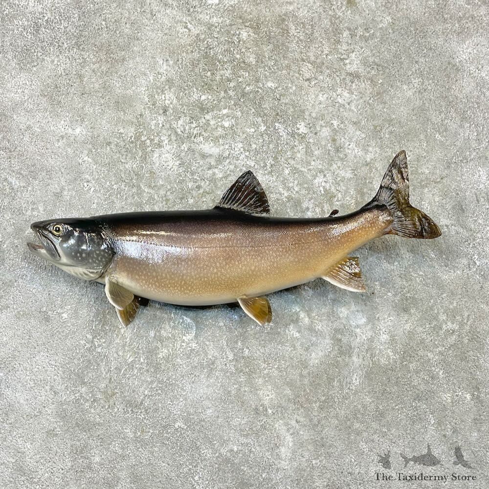 Lake Trout Fish Mount For Sale #27234 @ The Taxidermy Store