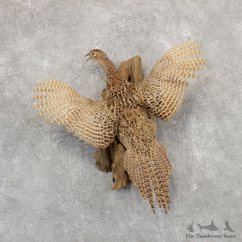 Hen Pheasant Bird Mount For Sale #18920 @ The Taxidermy Store