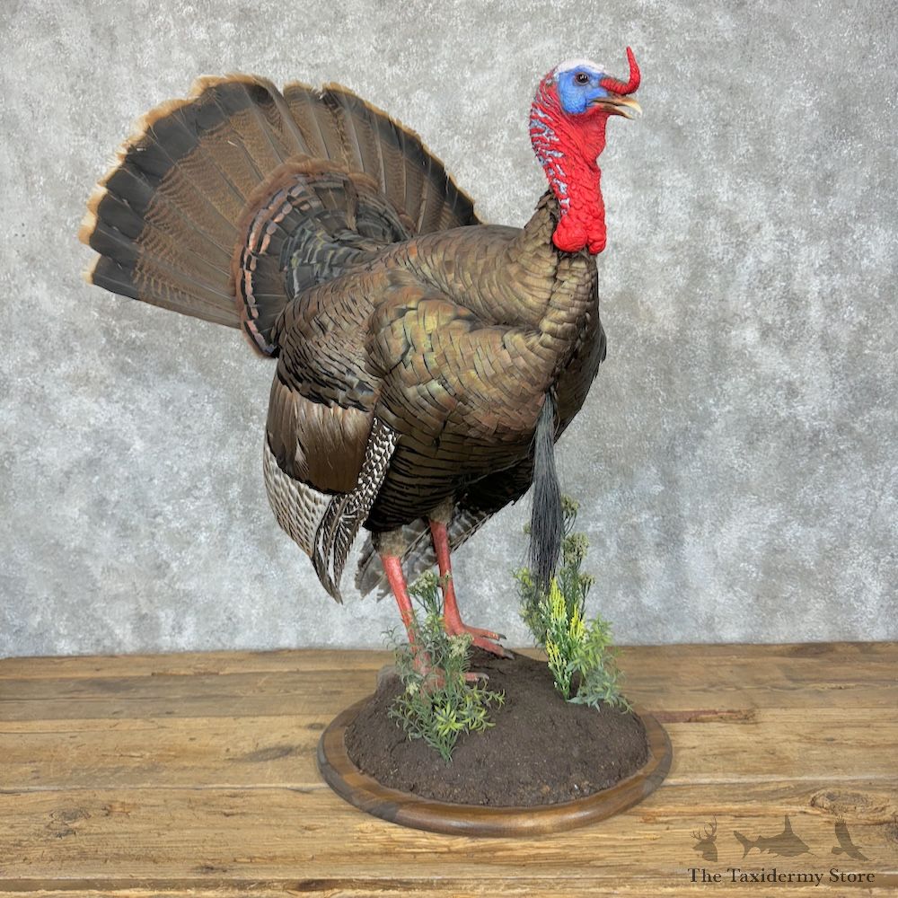 Eastern Turkey Bird Mount For Sale #29348 @ The Taxidermy Store