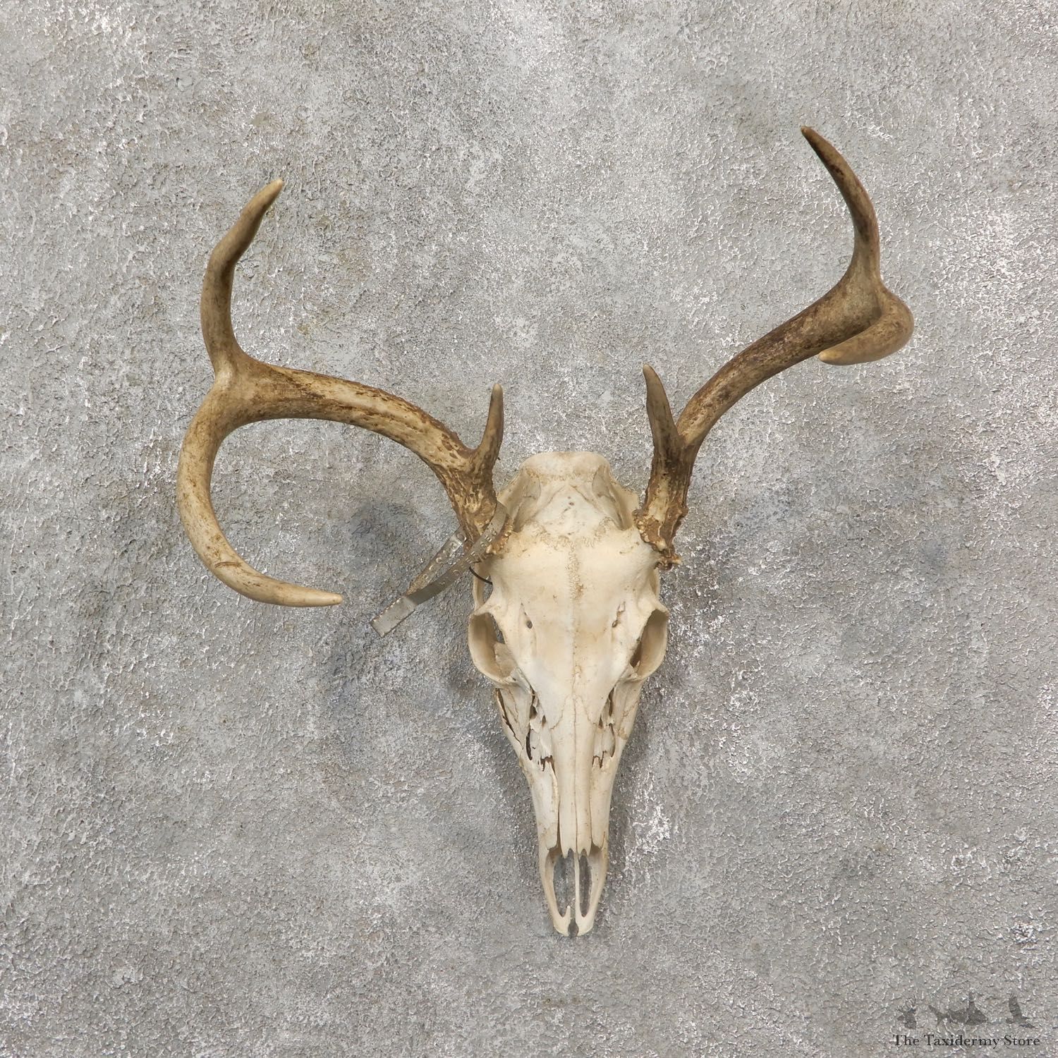 Whitetail Deer Skull European Mount For Sale #19257 @ The Taxidermy Store