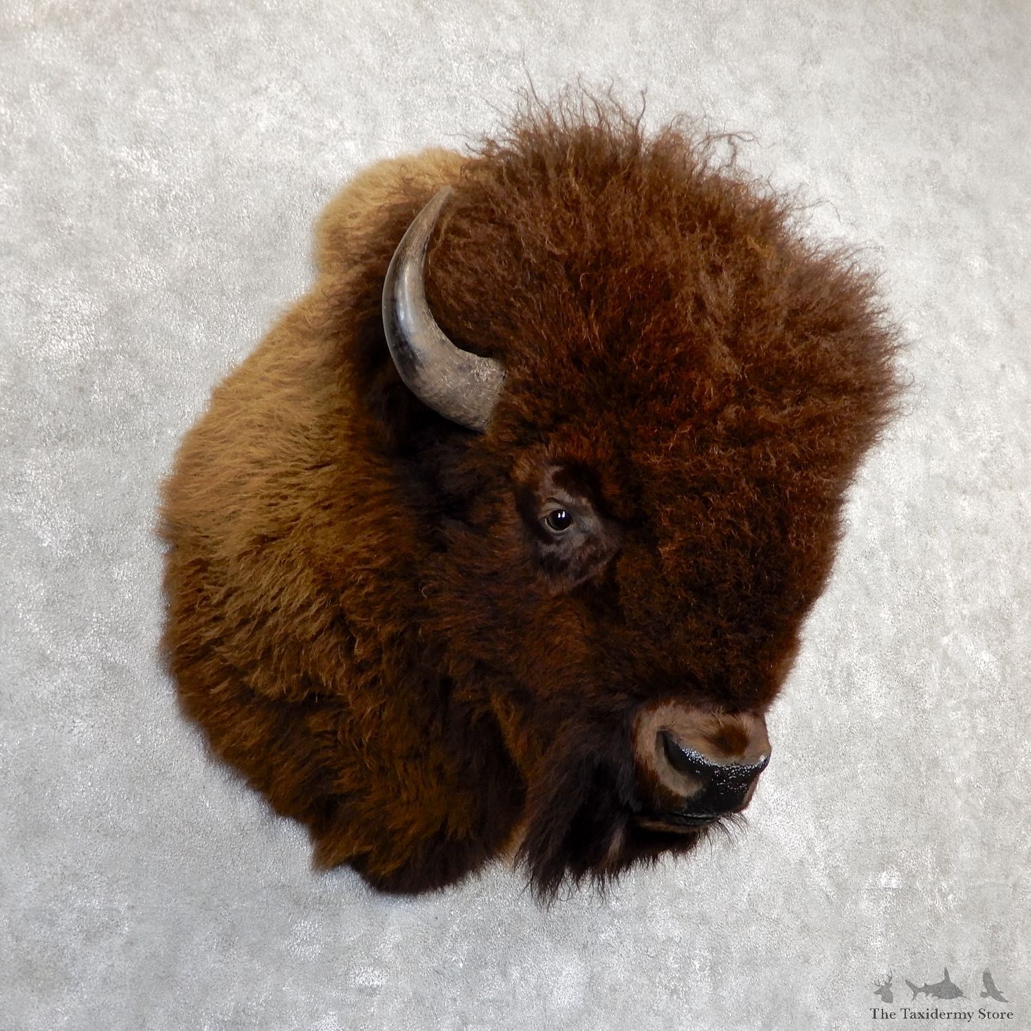 American Buffalo Shoulder Mount For Sale #19627 - The Taxidermy Store