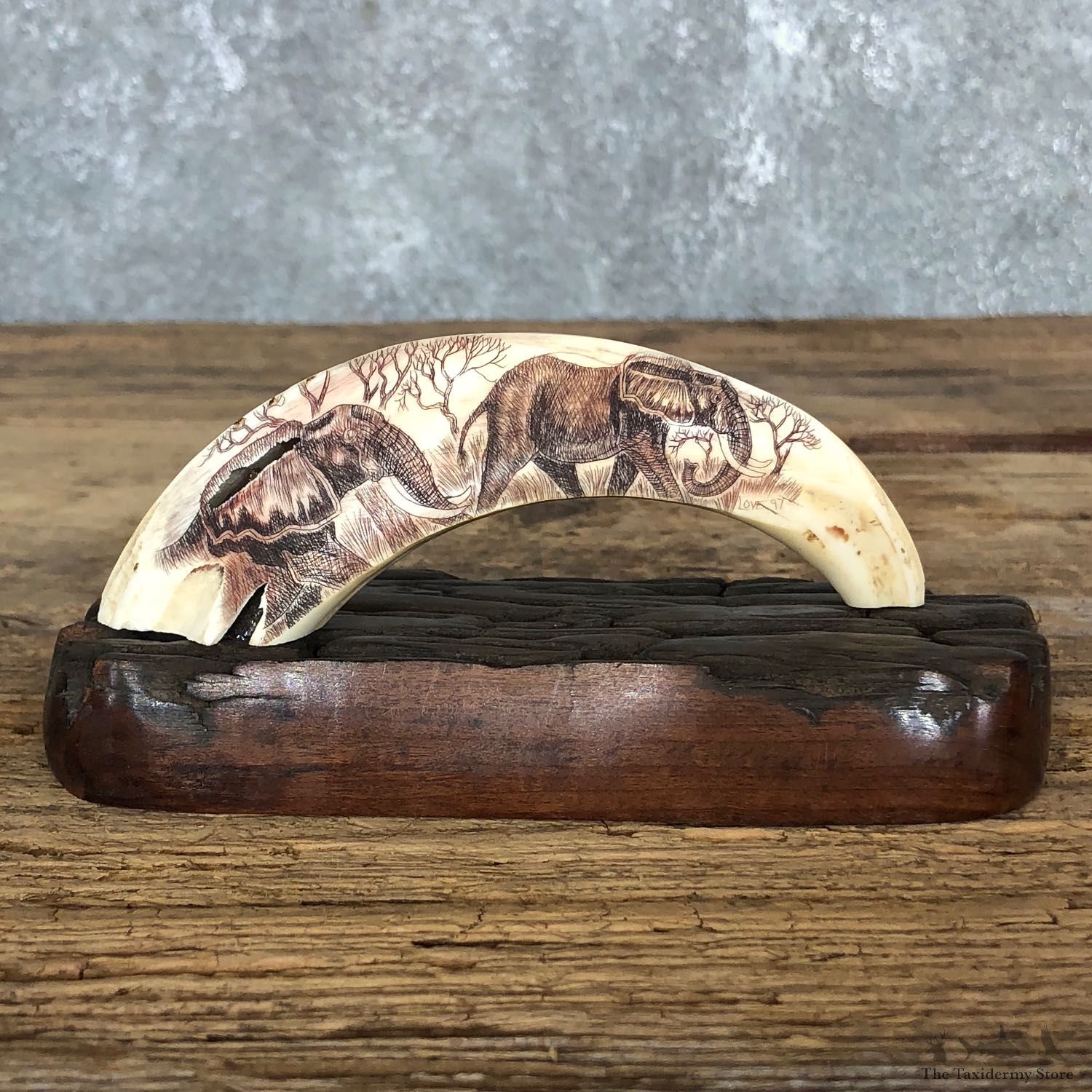 Scrimshawed Warthog Tooth For Sale #19574 @ The Taxidermy Store