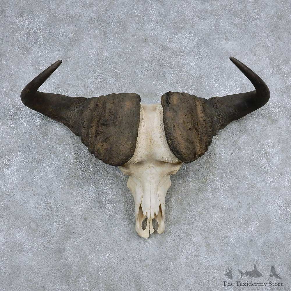 Cape Buffalo Skull Horns Mount For Sale #13905 For Sale @ The Taxidermy Store
