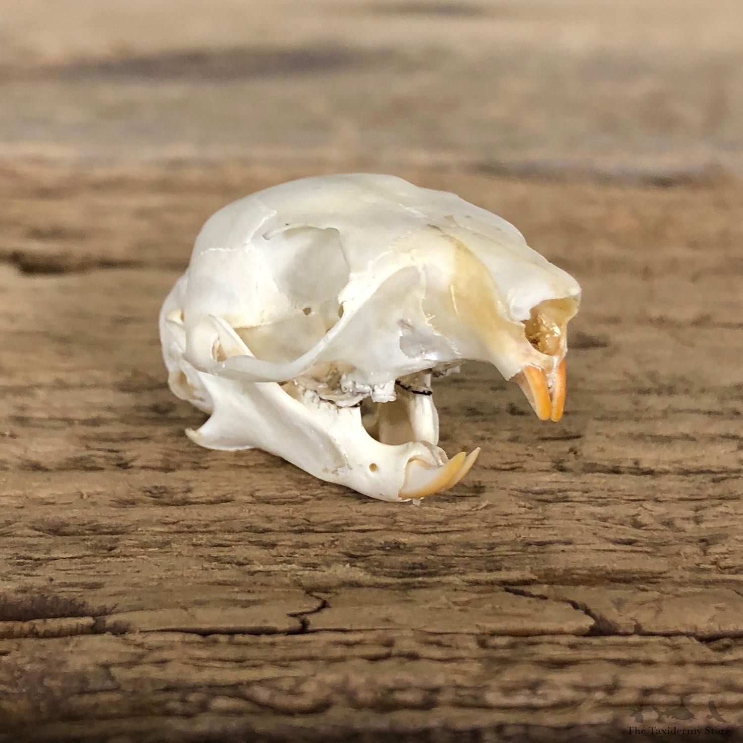 Red Squirrel Full Skull Mount For Sale #19828 @ The Taxidermy Store