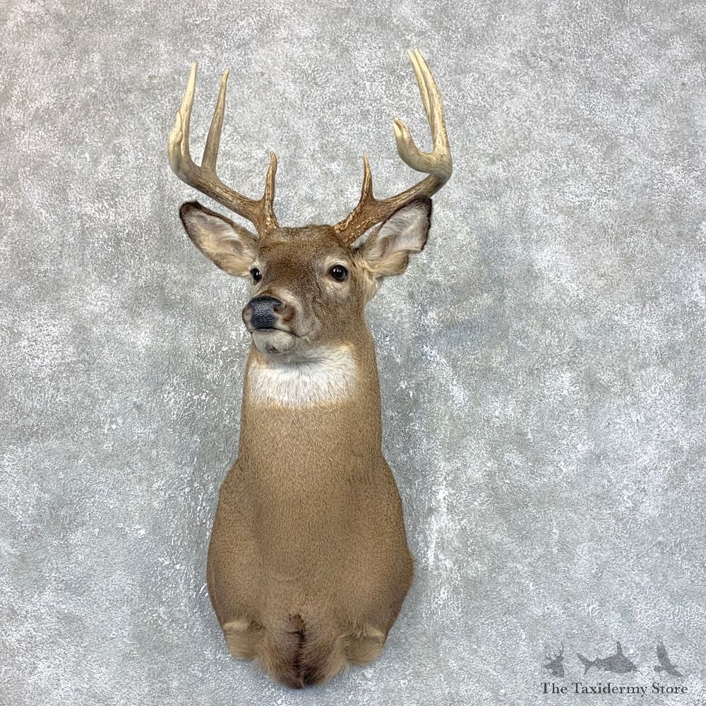 Whitetail Deer Shoulder Mount #23808 For Sale - The Taxidermy Store