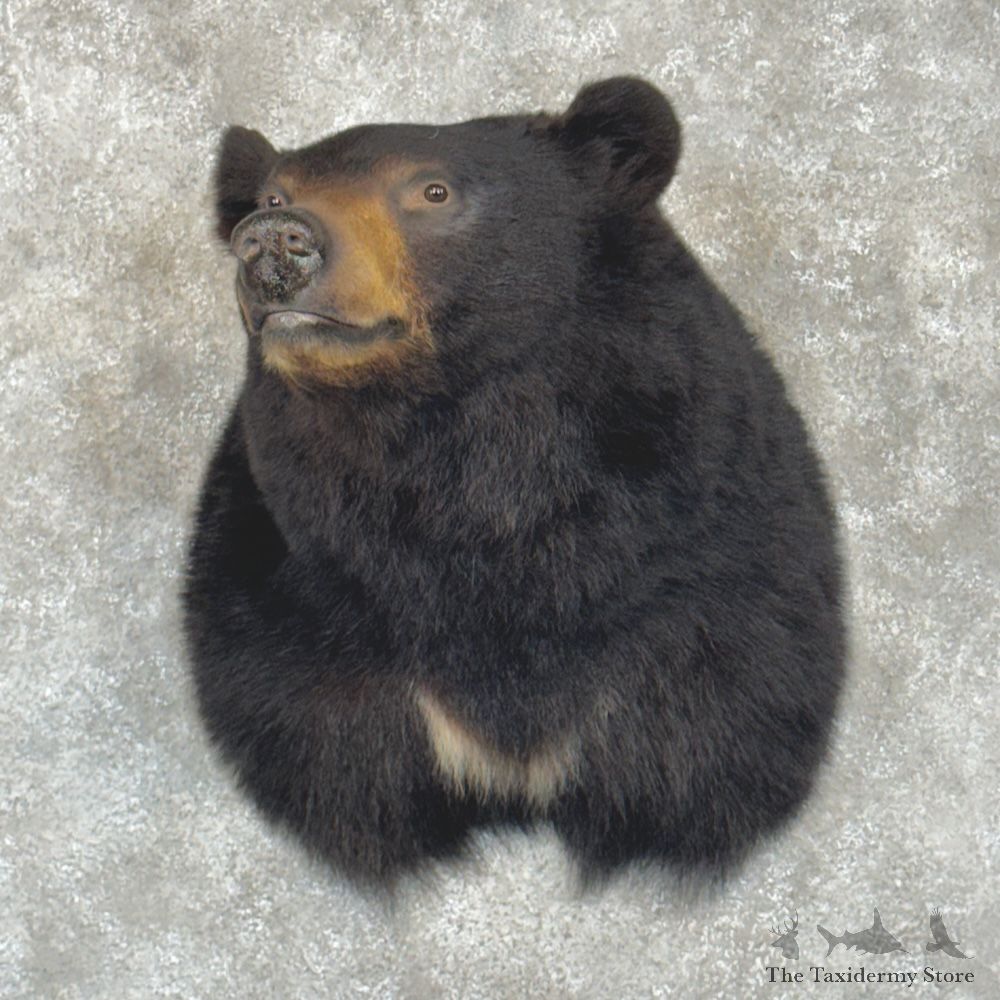 Black Bear Shoulder Mount For Sale #29441 @ The Taxidermy Store