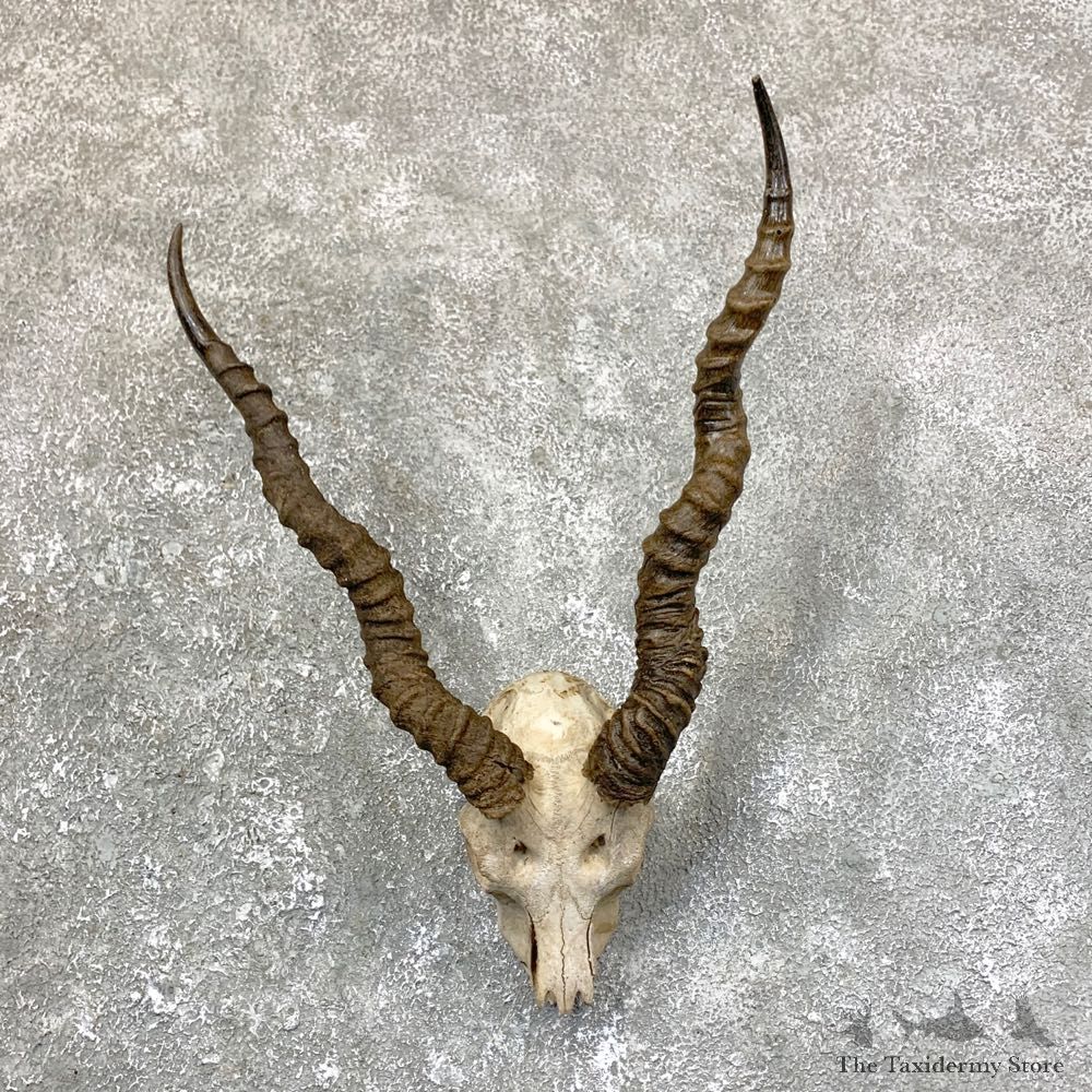 Blackbuck Skull & Horn European Mount For Sale #23751 @ The Taxidermy Store