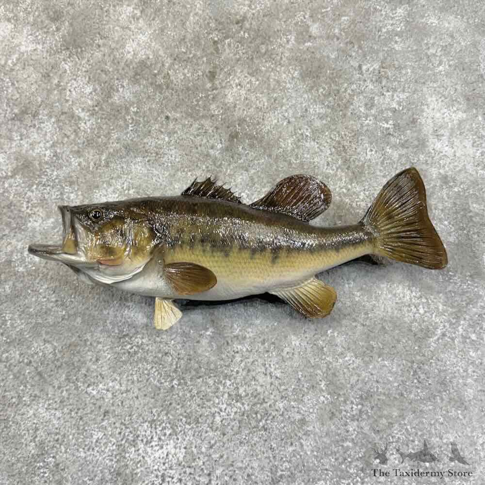 Largemouth Bass Fish Mount For Sale #31450 @ The Taxidermy Store