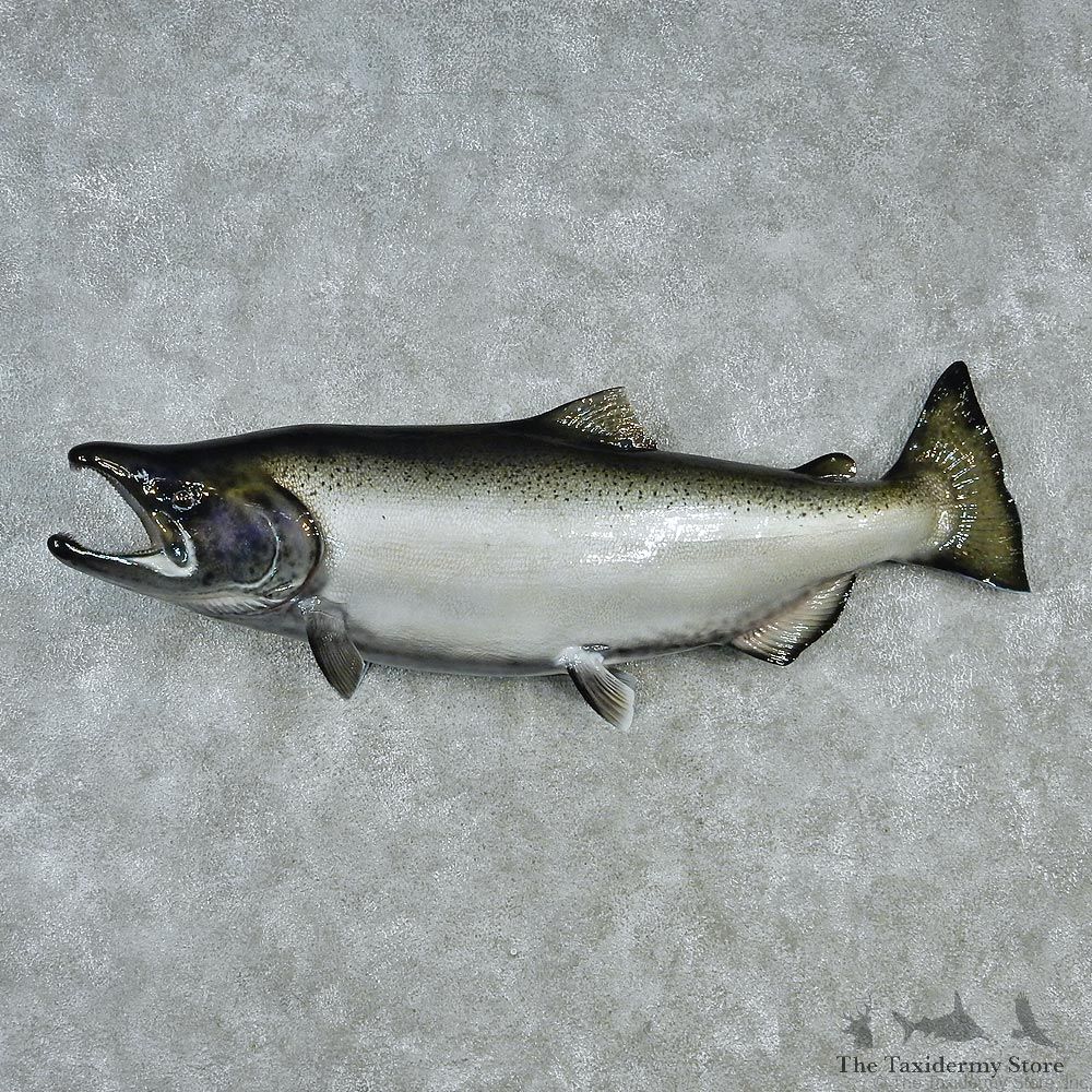 King Salmon Fish Mount M1 #12838 For Sale @ The Taxidermy Store