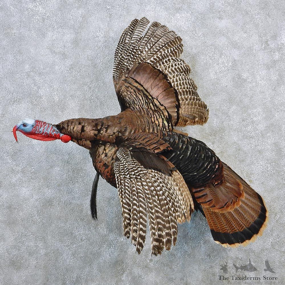 Eastern Wild Turkey Life Size Taxidermy Mount #12640 For Sale @ The Taxidermy Store