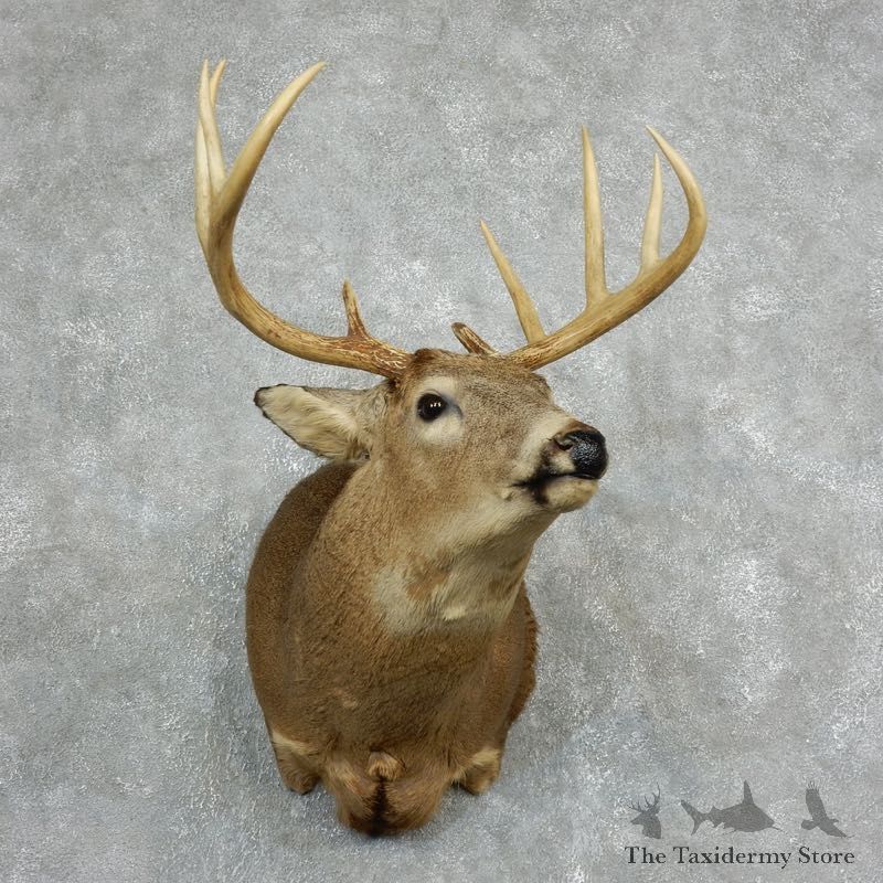 Whitetail Deer Shoulder Mount #18062 For Sale - The Taxidermy Store