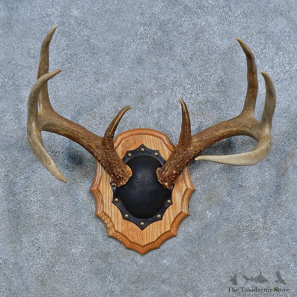 Whitetail Deer Antler Plaque Mount For Sale #15337 @ The Taxidermy Store