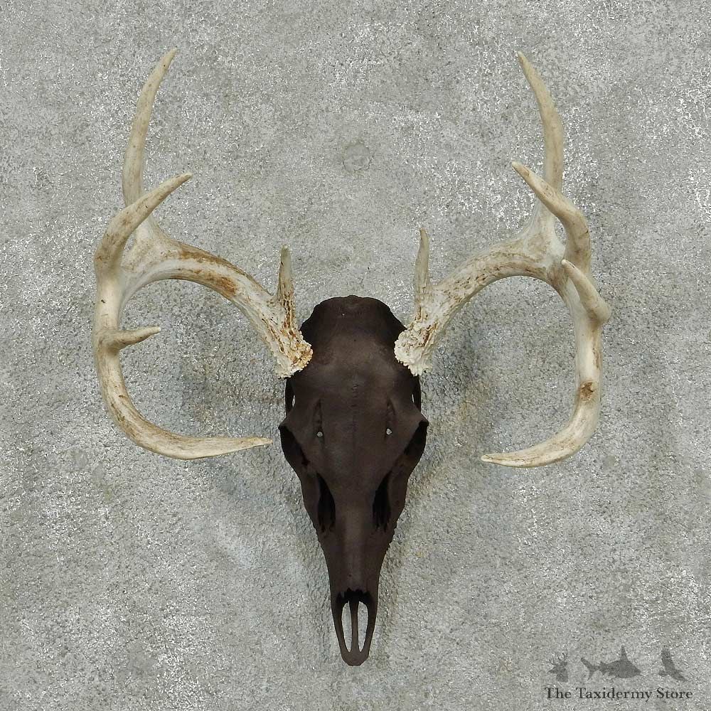 Whitetail Deer Skull Horns European Mount #13829 For Sale @ The Taxidermy Store