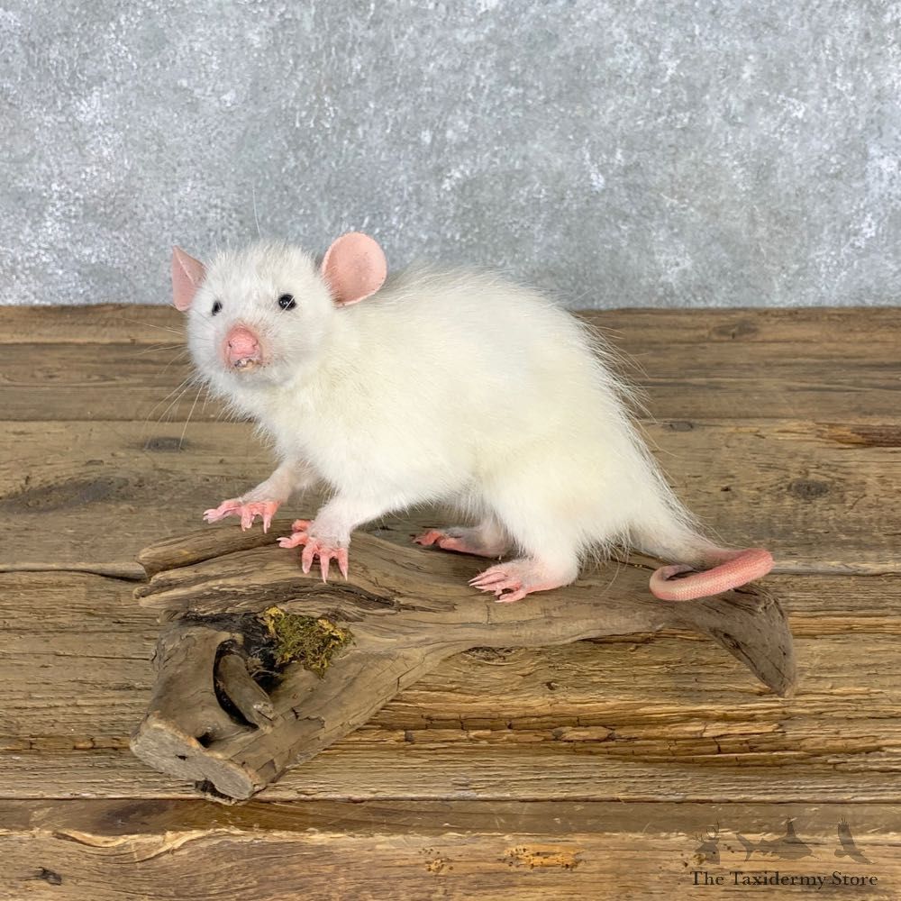 Albino Opossum Life-Size Taxidermy Mount For Sale #22308 @ The Taxidermy Store