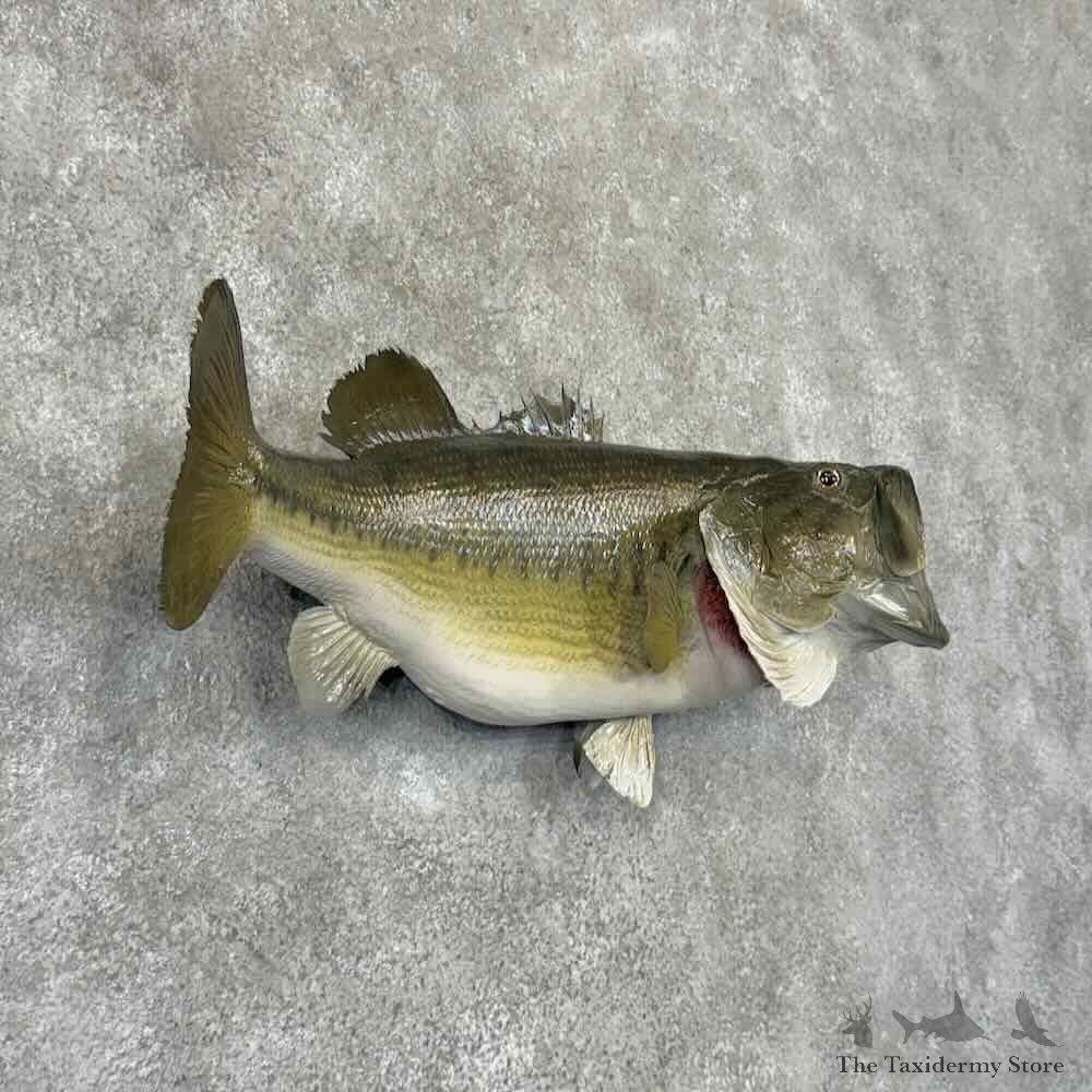 Largemouth Bass Fish Mount For Sale #30879 @ The Taxidermy Store