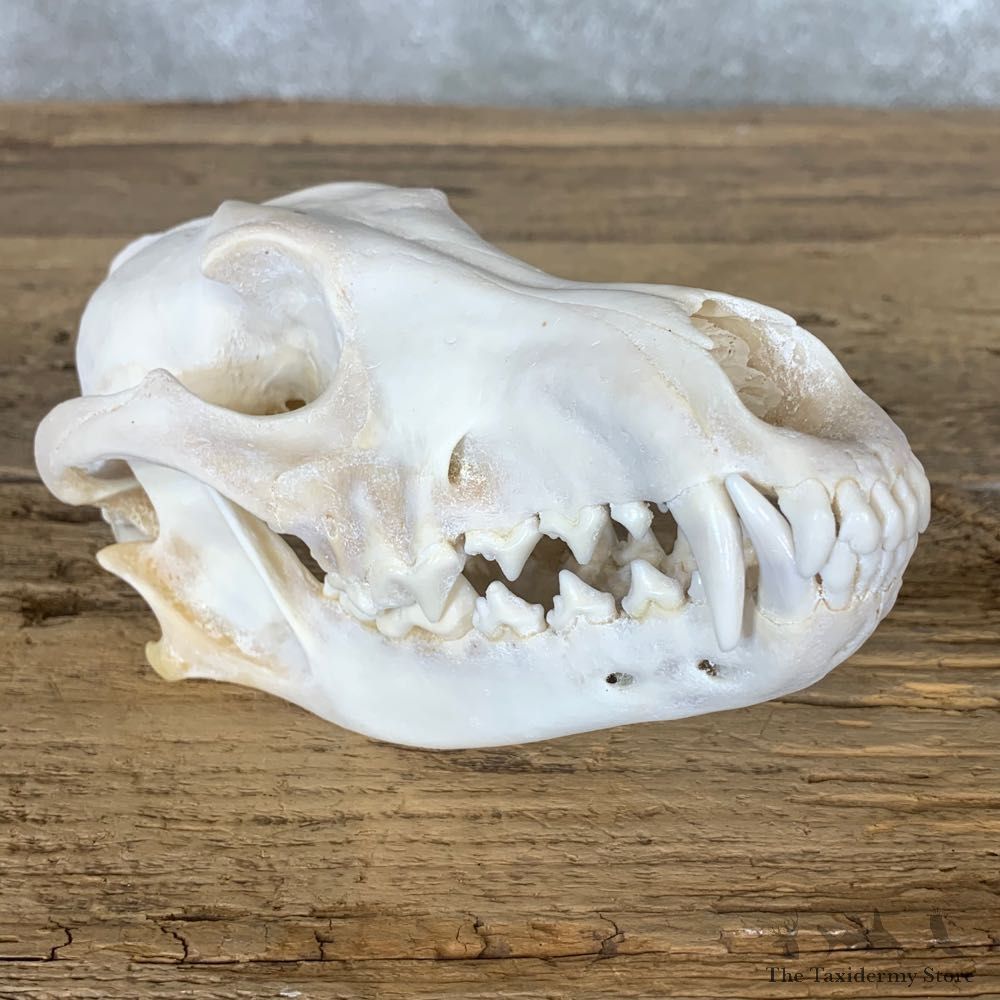 Coyote Full Skull Taxidermy Mount #22255 For Sale @ The Taxidermy Store