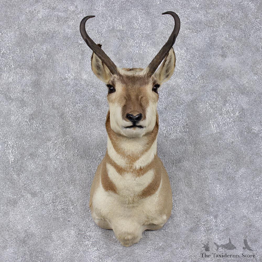 Pronghorn Antelope Taxidermy Shoulder Mount #12482 For Sale @ The Taxidermy Store