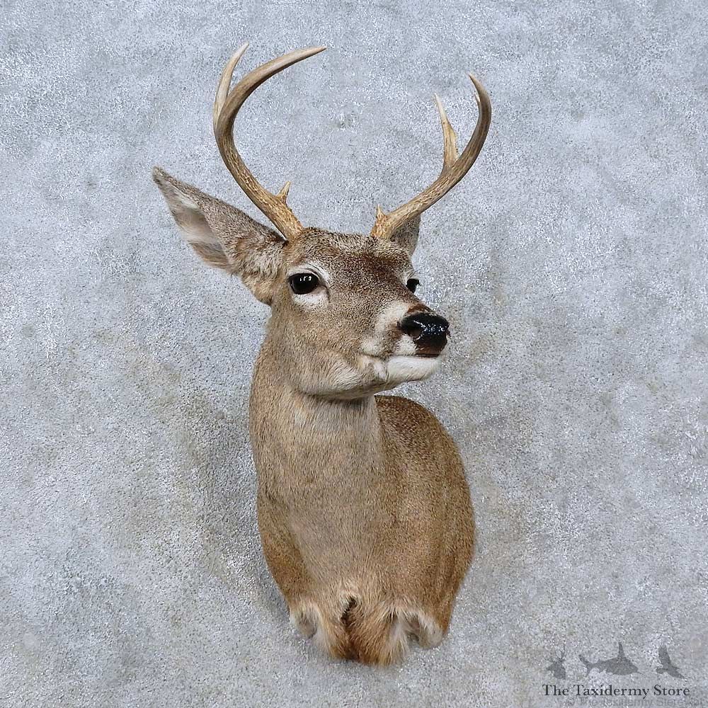 Coues Deer Shoulder Mount For Sale #15199 @ The Taxidermy Store
