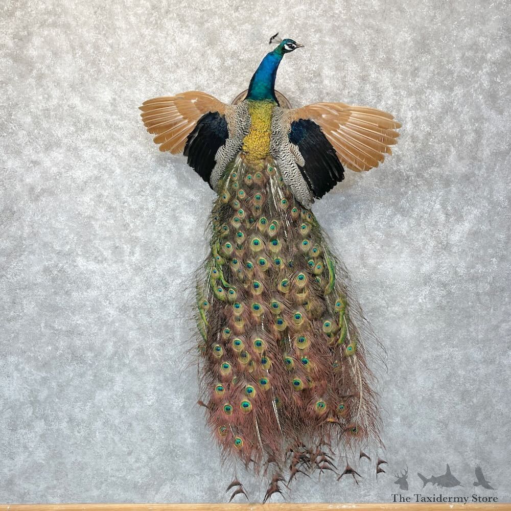 Blue Indian Peacock Bird Mount For Sale #28764 @ The Taxidermy Store