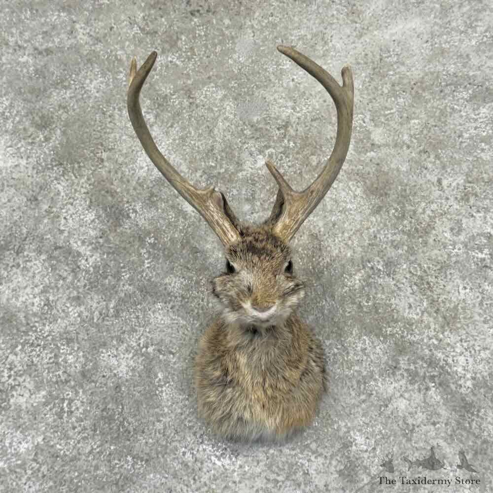 Jackalope Shoulder Mount For Sale #31525 @ The Taxidermy Store