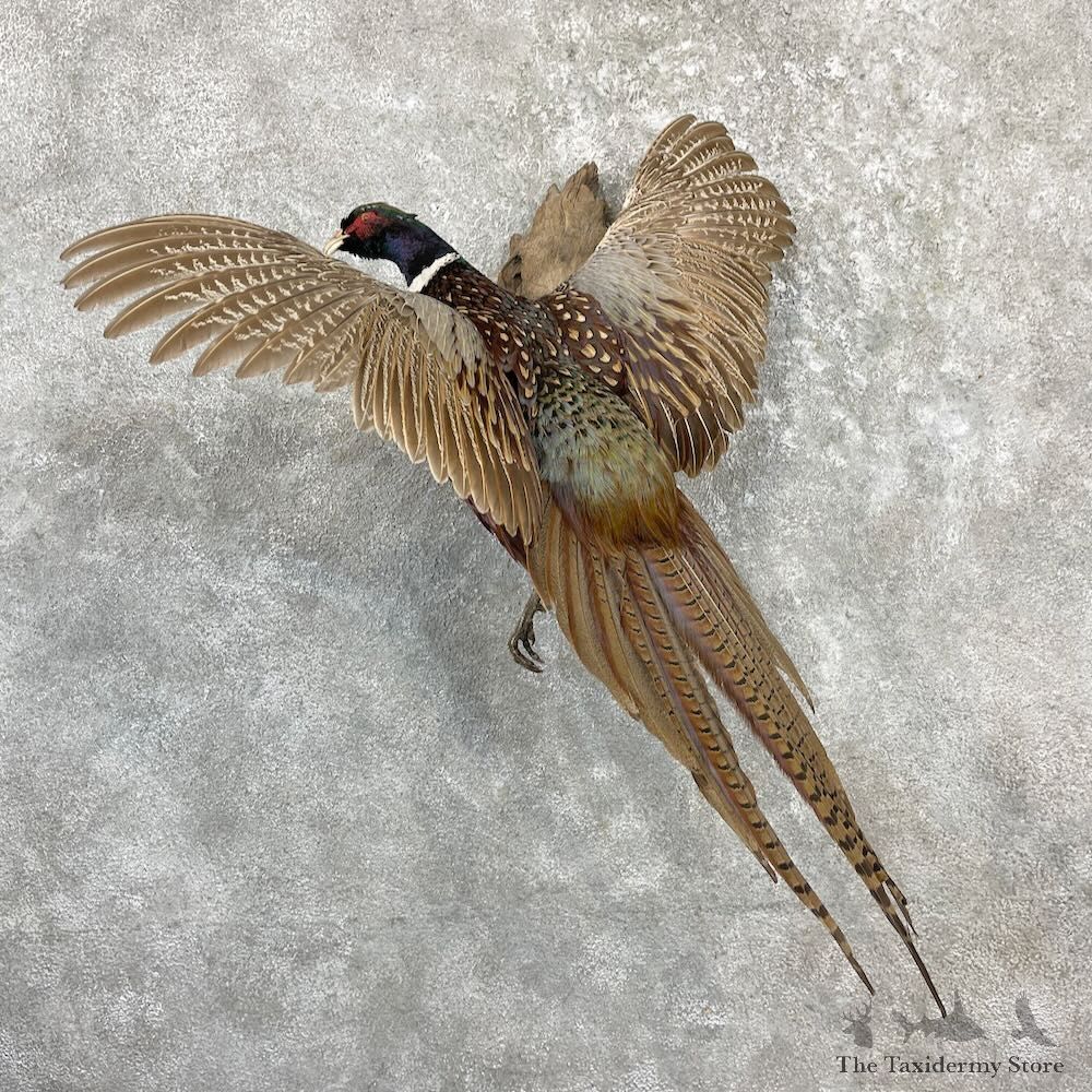 Ringneck Pheasant Bird Mount For Sale #27268 @ The Taxidermy Store