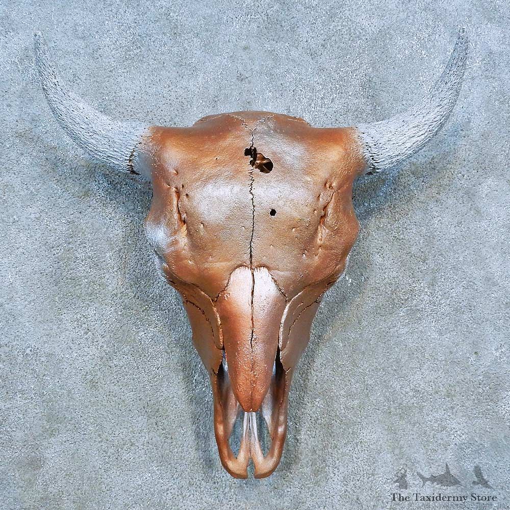 American Buffalo/Bison Skull Mount For Sale #15498 @ The Taxidermy Store