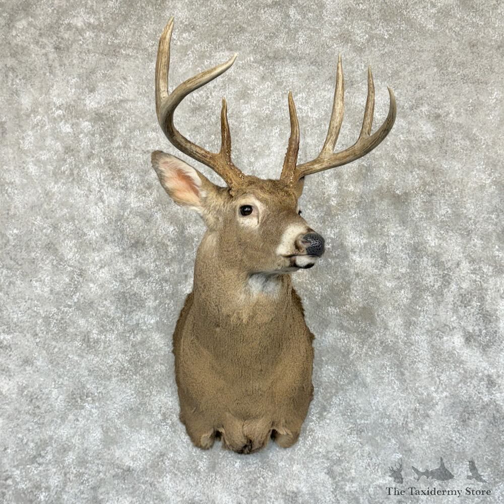 Whitetail Deer Shoulder Mount For Sale #29170 - The Taxidermy Store