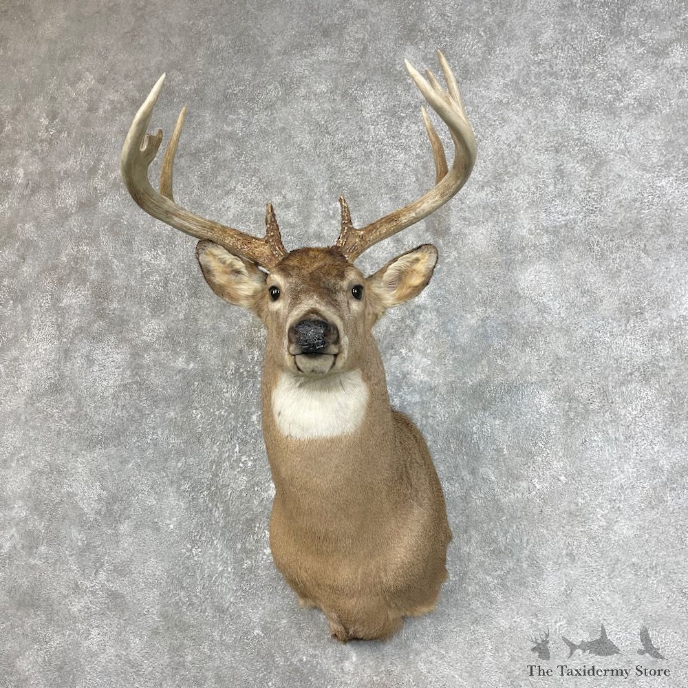 Whitetail Deer Taxidermy Shoulder Mount For Sale #25836 @ The Taxidermy Store