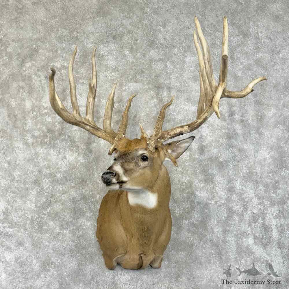 Whitetail Deer Shoulder Mount For Sale #31497 @ The Taxidermy Store