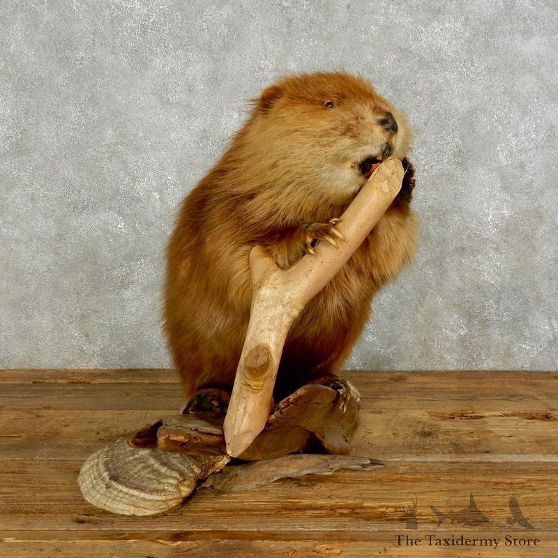 North American Beaver Mount For Sale #17570 @ The Taxidermy Store