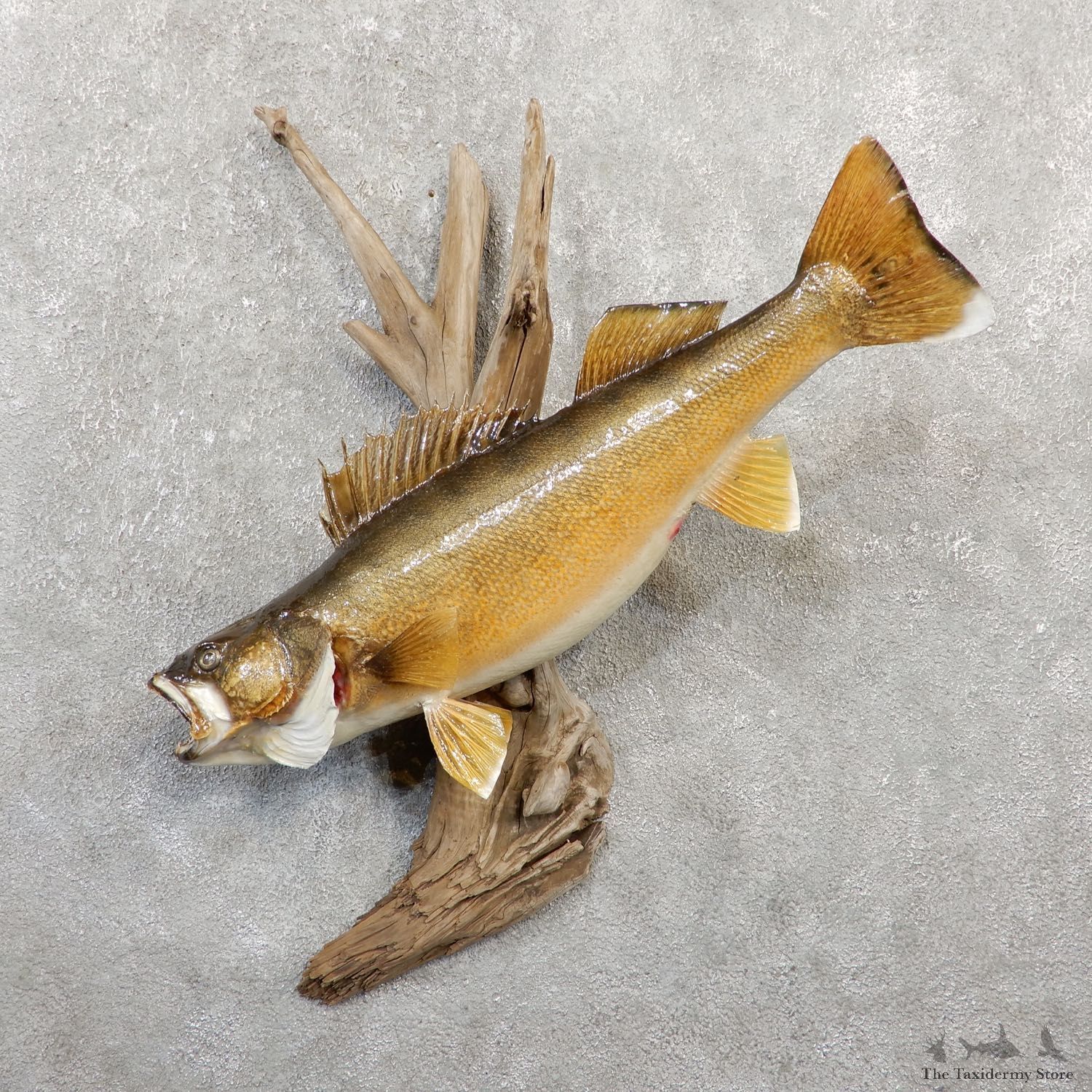Walleye Taxidermy Mount For Sale #20057 @ The Taxidermy Store