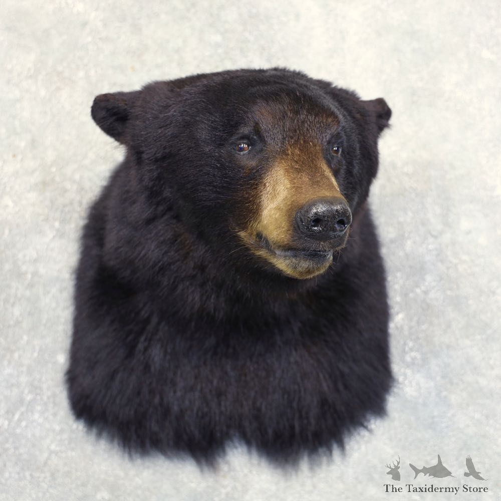 Black Bear Shoulder Mount For Sale #22230 @ The Taxidermy Store