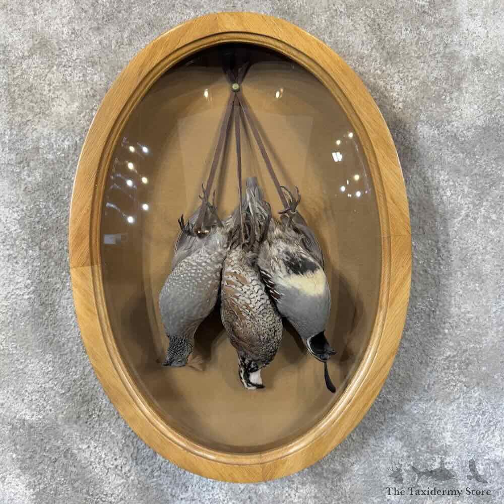 Triple Quail Display For Sale #31598 @ The Taxidermy Store