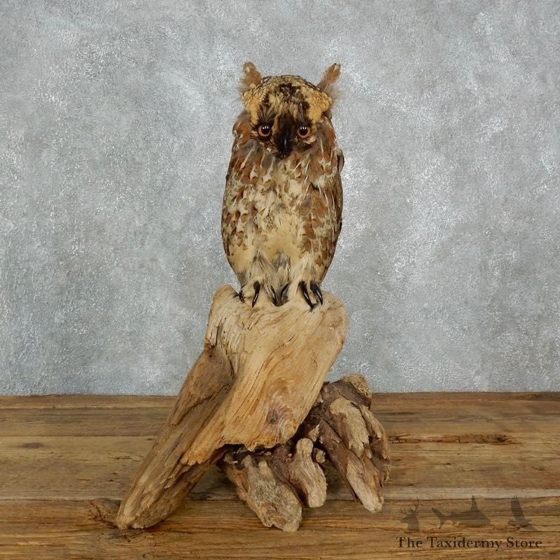 Reproduction Long-eared Owl Life Size Mount #18019 For Sale @ The Taxidermy Store