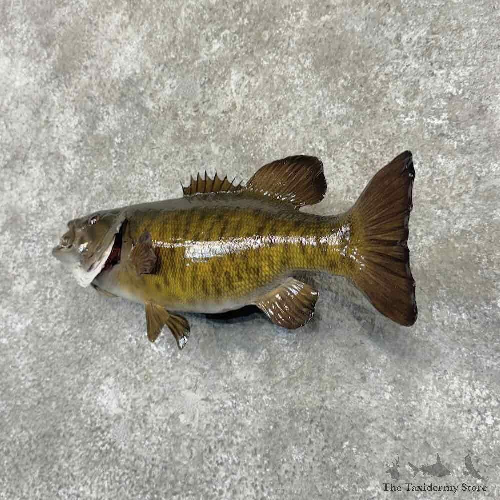 Smallmouth Bass Fish Mount For Sale #32221 @ The Taxidermy Store