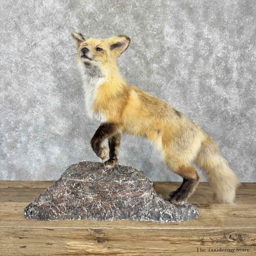 Red Fox Life Size Mount For Sale #32274 @ The Taxidermy Store