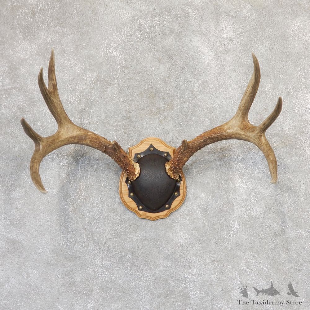Mule Deer Taxidermy Antler Plaque #19004 For Sale @ The Taxidermy Store
