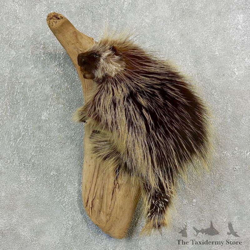 Climbing Porcupine Life-Size Mount For Sale #17674 @ The Taxidermy Store